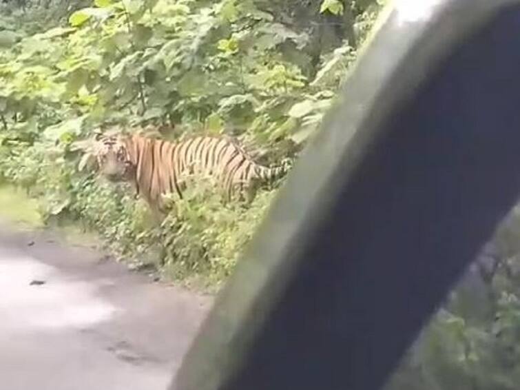 Bhandara news travelers see tigers in Bhandara Lakhandur Tiger rain    Bhandara News : भंडाऱ्यात भर पावसात वाघोबाचं दर्शन, निसर्ग सौंदर्यानं नटलेल्या लाखांदूरच्या वाटेवर प्रवाशांची रोखली वाट