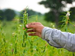 तिल की खेती से अमीर बनेंगे किसान, जानिए सही समय पर कैसे करें इसकी बुआई