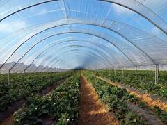 पॉली हाउस फार्मिंग के हैं बड़े फायदे, बारिश और बीमारियों से करती है फसल की पूरी सुरक्षा