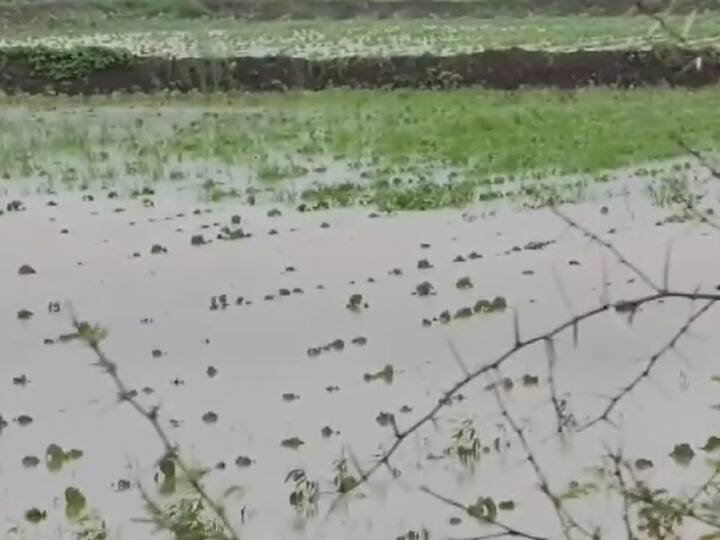 वर्धा जिल्ह्यात मुसळधार पाऊस बरसला आहे.