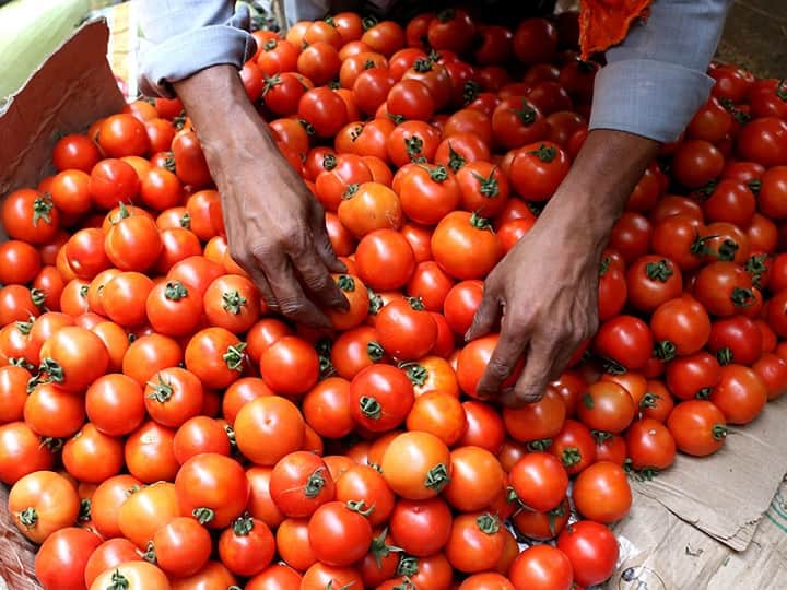 Beed farmer expressed his happiness by bursting firecrackers as tomato got good price Tomato : टोमॅटोच्या एका कॅरेटला दोन हजार रुपयांचा दर, बीडच्या शेतकऱ्यानं तोफा वाजवून व्यक्त केला आनंद
