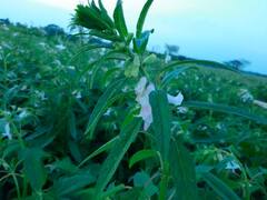 तिल की खेती से अमीर बनेंगे किसान, जानिए सही समय पर कैसे करें इसकी बुआई