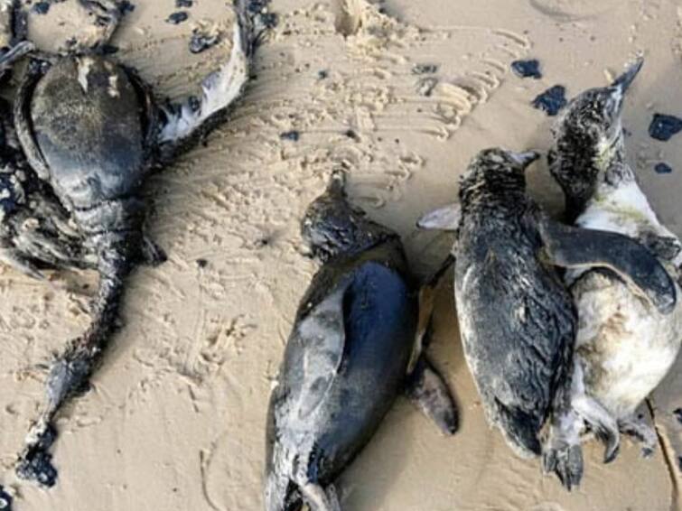 2,000 penguins wash up dead on Uruguay coast Penguins Death Mystery: ఉరుగ్వేలో ఘోరం, తీరానికి కొట్టుకొచ్చిన 2 వేల పెంగ్విన్‌ల డెడ్‌బాడీలు