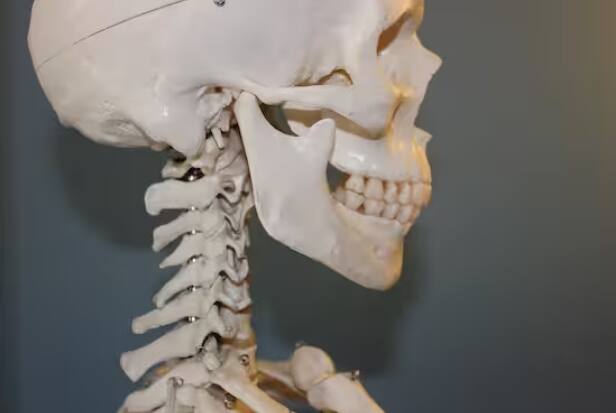 ਟੁੱਟੀਆਂ ਹੱਡੀਆਂ ਕਿਵੇਂ ਜੁੜਦੀਆਂ ਹਨ? ਜਦੋਂ ਹੱਡੀਆਂ ਨੂੰ ਨੁਕਸਾਨ ਪਹੁੰਚਦਾ ਹੈ, ਤਾਂ ਉਨ੍ਹਾਂ ਦੀ ਸਤ੍ਹਾ 'ਤੇ ਤੰਤੂ ਆਪਸ ਵਿੱਚ ਜੁੜ ਜਾਂਦੇ ਹਨ, ਇਦਾਂ ਉਹ ਆਪਣੇ ਆਪ ਠੀਕ ਹੋ ਜਾਂਦੀਆਂ ਹਨ, ਜਿਸ ਨਾਲ ਨਵੀਆਂ ਹੱਡੀਆਂ ਬਣਦੀਆਂ ਹਨ।