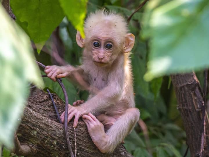 Pakistan Animal smugglers caught after smuggling of baby monkey present in court as evidence get escaped Pakistan Monkey Smugglers: पाकिस्तान के कोर्ट में सबूत के तौर लाए गए 14 बंदर, 1 भागा, परिसर में मचा हड़कंप