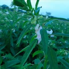 ਤਿਲਾਂ ਦੀ ਖੇਤੀ ਕਰਕੇ ਕਿਸਾਨ ਬਣ ਜਾਣਗੇ ਅਮੀਰ, ਜਾਣੋ ਸਹੀ ਸਮੇਂ 'ਤੇ ਬੀਜਣ ਦਾ ਤਰੀਕਾ