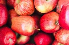 GK: 'या' फळांच्या बिया खाल्ल्यास होऊ शकतो मृत्यू; असं काय आहे त्यांच्या बियांमध्ये? पाहा...