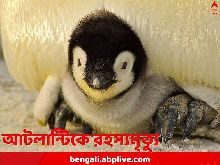 in Uruguay coast 2000 Penguins washed up reason behind deaths still unknown Penguins Death: অনাহারে মৃত্যু, নাকি নেপথ্যে অন্য রহস্য, আটলান্টিক থেকে ভেসে এল ২০০০ শিশু পেঙ্গুইনের দেহ