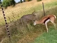 बगल में खड़ा था चीता...फिर भी बेखौफ होकर घास खाता रहा हिरण, भागने तक की नहीं की कोशिश, Video देख दंग रह जाएंगे आप