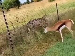 बगल में खड़ा था चीता...फिर भी बेखौफ होकर घास खाता रहा हिरण, भागने की भी नहीं की कोशिश, Video देख दंग रह जाएंगे आप