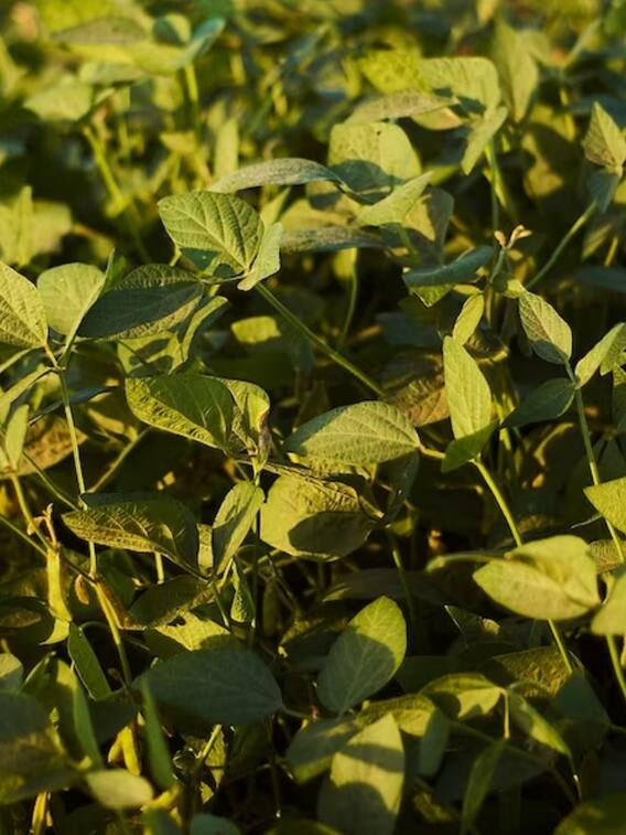 इस इम्यूनिटी बूस्टर की खेती बना देगी लखपति