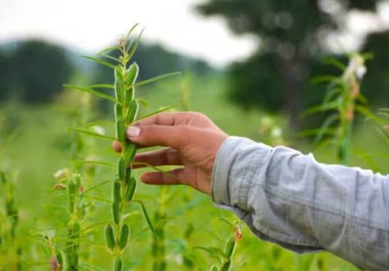 ਤਿਲਾਂ ਦੀ ਖੇਤੀ ਕਰਕੇ ਕਿਸਾਨ ਬਣ ਜਾਣਗੇ ਅਮੀਰ, ਜਾਣੋ ਸਹੀ ਸਮੇਂ 'ਤੇ ਬੀਜਣ ਦਾ ਤਰੀਕਾ
