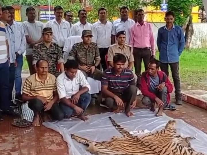 Tigers are being hunted in the forests of Bastar, poachers killed 2 in 3 months