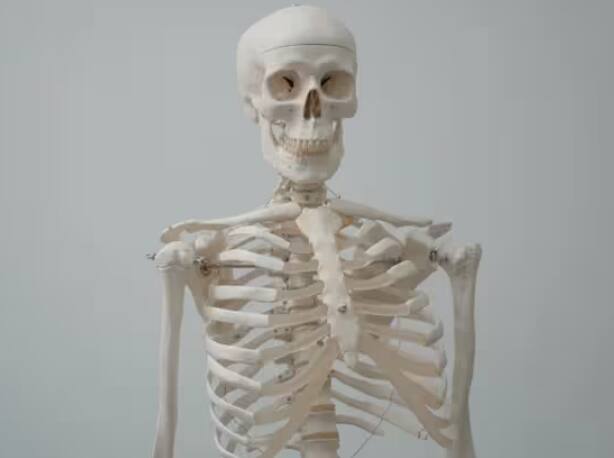 ਇੱਕ ਪਿੰਜਰ ਕਿੰਨਾ ਲਾਭਦਾਇਕ ਹੈ? ਪਿੰਜਰ ਸਾਨੂੰ ਮਜ਼ਬੂਤ ਬਣਾ ਕੇ ਸਹਾਇਤਾ ਪ੍ਰਦਾਨ ਕਰਦਾ ਹੈ। ਇਹ ਦਿਮਾਗ, ਦਿਲ ਅਤੇ ਫੇਫੜਿਆਂ ਦੀ ਰੱਖਿਆ ਕਰਦਾ ਹੈ। ਇਸ ਦੇ ਨਾਲ ਹੀ ਖੂਨ ਦੇ ਸੈੱਲਾਂ ਨੂੰ ਬਣਾਉਣ ਵਿੱਚ ਮਦਦ ਕਰਦਾ ਹੈ ਅਤੇ ਸਰੀਰ ਨੂੰ ਲੋੜੀਂਦੇ ਸਾਰੇ ਪੌਸ਼ਟਿਕ ਤੱਤ ਸੁਰੱਖਿਅਤ ਅਤੇ ਸੰਤੁਲਿਤ ਰੱਖਦਾ ਹੈ।