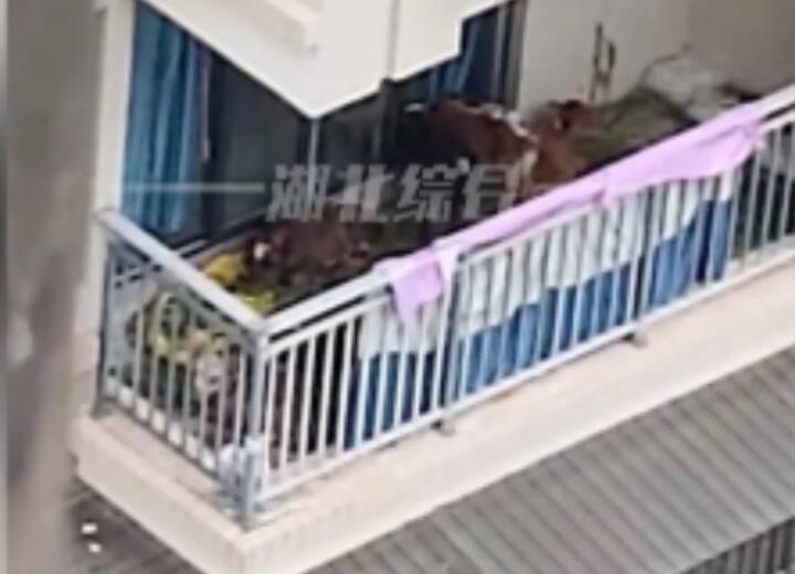 In China a person tied 7 cows on the fifth floor of the flat video viral on social media China Viral News: चीन में एक शख्स ने फ्लैट के पांचवे फ्लोर पर बांध दीं 7 गायें, देखकर लोगों ने दिया ऐसा रिएक्शन