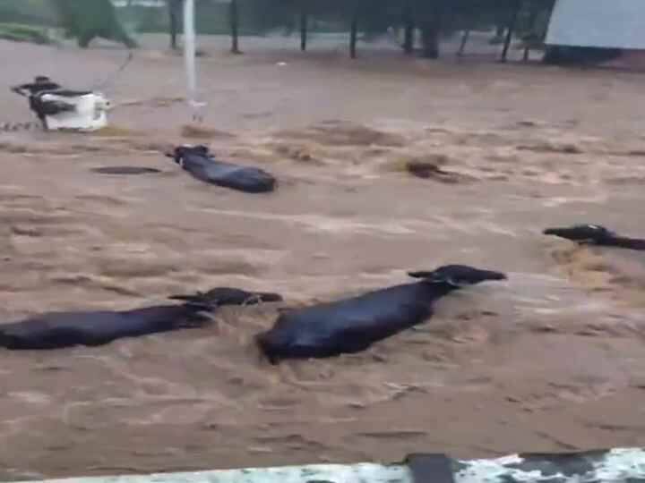जानकारी के मुताबिक, पहली बार जूनागढ़ में इस तरह का खौफनाक दृश्य देखने को मिला, जहां गाड़ियां पानी में तैरती हुई नजर आई और लोगों के घरों में भी पानी घुस गया. नवसारी और जूनागढ़ जिले बारिश से सबसे ज्यादा प्रभावित हुए हैं.