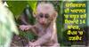 Pakistan Monkey Smugglers: ਪਾਕਿਸਤਾਨ ਦੀ ਅਦਾਲਤ 'ਚ ਸਬੂਤ ਵਜੋਂ ਲਿਆਂਦੇ 14 ਬਾਂਦਰ, 1 ਭੱਜਿਆ, ਕੈਂਪਸ 'ਚ ਹੜਕੰਪ