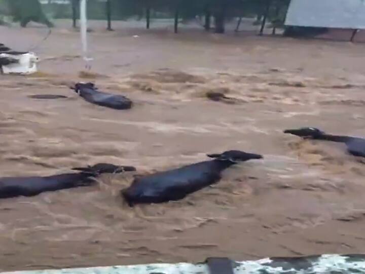 Cattle seen washing away in heavy flow of water as incessant rainfall triggered severe flooding in residential areas of Junagadh district. (Image Source: PTI)
