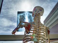 शरीर के इस हिस्से में होती हैं सबसे ज्यादा हड्डियां, पढ़िए अपनी बोन्स से कुछ मजेदार फैक्ट्स