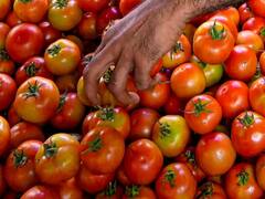 किसान को धमकी देकर कपल ने टमाटर का ट्रक किया हाइजैक, पुलिस ने बदमाशों को ऐसे किया गिरफ्तार