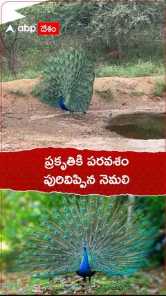 పురివిప్పి ఆడిన నెమలి