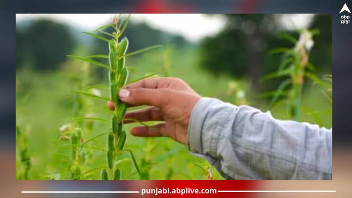 ਭਾਰਤ ਵਿੱਚ ਜ਼ਿਆਦਾਤਰ ਕਿਸਾਨ ਝੋਨਾ, ਕਣਕ, ਕਬੂਤਰਾ ਵਰਗੀਆਂ ਫ਼ਸਲਾਂ ਦੀ ਕਾਸ਼ਤ ਕਰਦੇ ਹਨ। ਉਂਜ ਅੱਜ ਅਸੀਂ ਜਿਸ ਫ਼ਸਲ ਦੀ ਗੱਲ ਕਰ ਰਹੇ ਹਾਂ, ਉਸ ਦੀ ਕਾਸ਼ਤ ਕਰਨ ਵਿੱਚ ਸਮਾਂ ਘੱਟ ਲੱਗਦਾ ਹੈ ਅਤੇ ਮੁਨਾਫ਼ਾ ਜ਼ਿਆਦਾ ਹੁੰਦਾ ਹੈ।