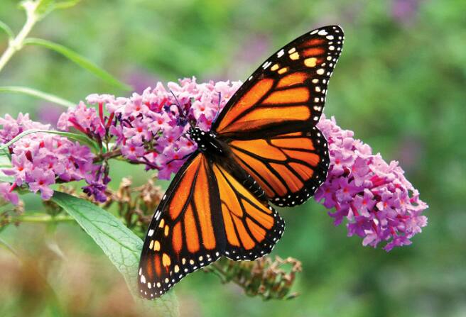 फुलपाखरे त्यांच्या अख्ख्या आयुष्यात कधीही झोपत नाहीत, ते स्वतःला एकाच जागी ठेवून विश्रांती घेतात. त्यावेळी त्यांच्या शरीराचे तापमान आणि हृदयाचे ठोके कमी होतात.