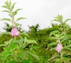 ਤਿਲਾਂ ਦੀ ਖੇਤੀ ਕਰਕੇ ਕਿਸਾਨ ਬਣ ਜਾਣਗੇ ਅਮੀਰ, ਜਾਣੋ ਸਹੀ ਸਮੇਂ 'ਤੇ ਬੀਜਣ ਦਾ ਤਰੀਕਾ