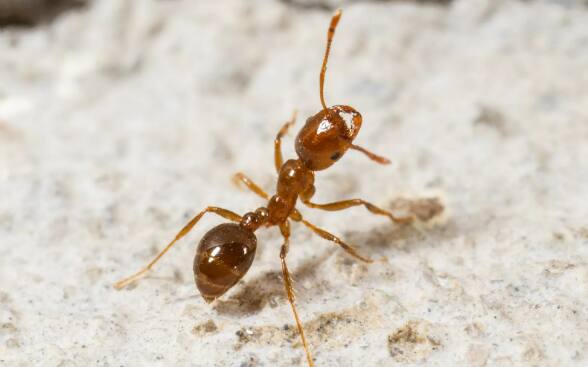 मुंग्या या कधीही झोपत नाहीत कारण त्यांच्या डोळ्यांवर एकही बाहुली नसते. त्यामुळे मुंग्या सतत काम करत असतात.