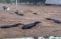 Gujrat Cloudburst : गुजरातमध्ये पावसाचं तांडव! जुनागड परिसर पाण्यात; जोरदार पावसात गुरं आणि गाड्या गेल्या वाहून, पाहा फोटो...