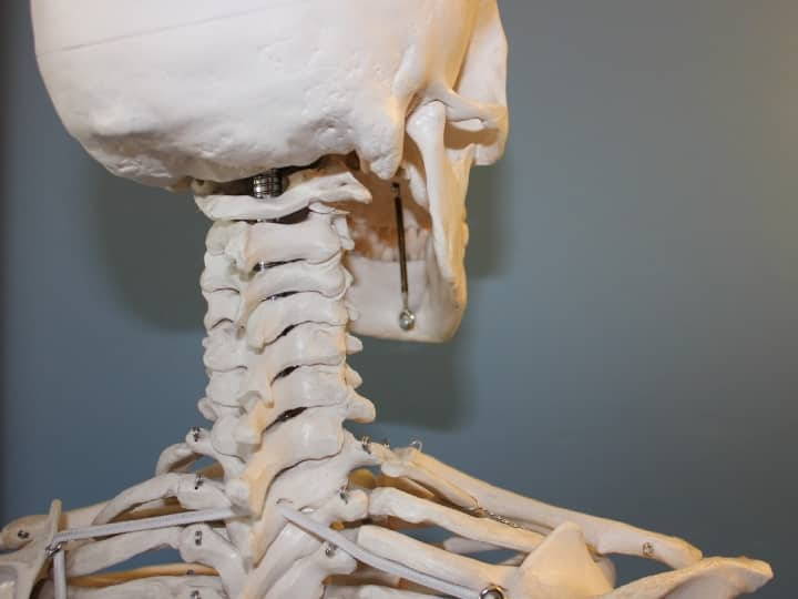 Interesting Bone Facts : मनुष्य की हड्डियों से जुड़ी कई ऐसी बातें हैं, जिनके बारे में लोग नहीं जाते हैं. इसके अलावा, कई मिथक भी हैं जो काफी समय से लोग मानते आ रहे हैं.