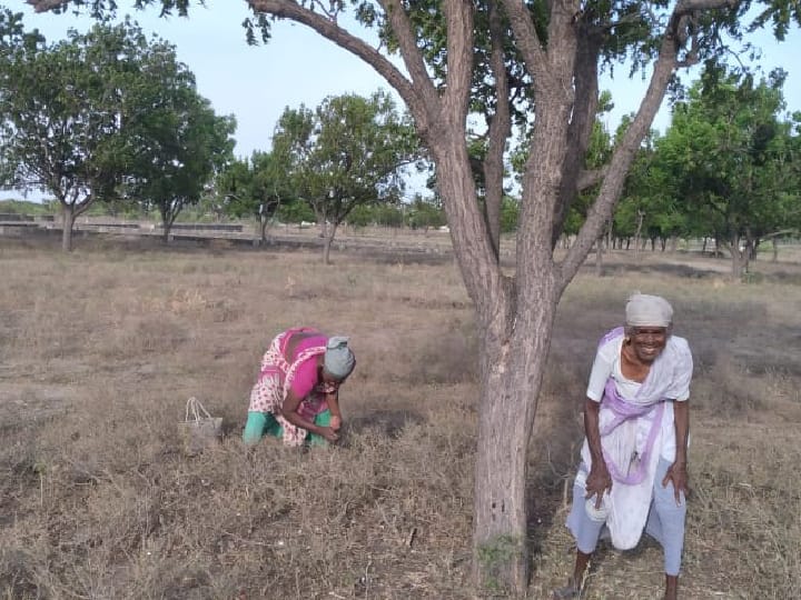 தூத்துக்குடி: வேப்பமுத்து கிலோ ரூ 120 போவதால் வேப்பமுத்து சேகரிக்கும் பெண்கள் மகிழ்ச்சி