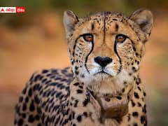 చీతాల అంశంపై కేంద్ర ప్రభుత్వానికి ఊరట, సమర్ధించిన సుప్రీంకోర్టు