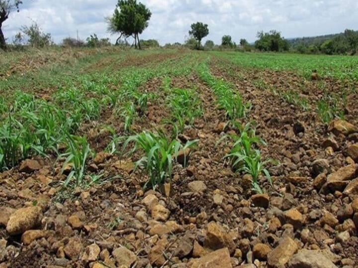 Marathwada Rain Update Only 37.8 percent rainfall in Marathwada Farmers worries increased तिकडे चिंता मिटवली मात्र मराठवाड्यात वाढवली; औरंगाबाद विभागात फक्त 37.8 टक्के पाऊस