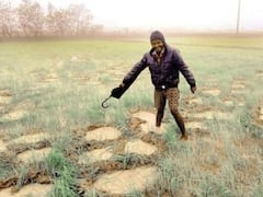 छत्तीसगढ़: सरगुजा और रायगढ़ जिले में हाथियों ने उड़ाई नींद! फसलों को कुचलकर किया तबाह