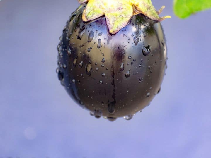 बैंगन फल है या सब्जी? जानिए इस सवाल का सही जवाब Is brinjal a fruit or a vegetable Know the correct answer to this question बैंगन फल है या सब्जी? जानिए इस सवाल का सही जवाब