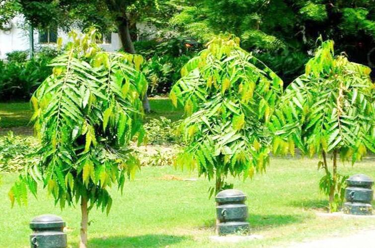 Vastu Tips: Asopalav tree removes grief Vastu dosha is also removed know its benefits Vastu Tips: શોક દૂર કરે છે આસોપાલવનું વૃક્ષ, વાસ્તુ દોષ પણ થાય છે દૂર, જાણો તેના ફાયદા