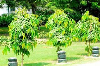Vastu Tips: શોક દૂર કરે છે આસોપાલવનું વૃક્ષ, વાસ્તુ દોષ પણ થાય છે દૂર, જાણો તેના ફાયદા