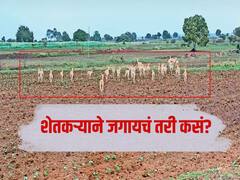 सांगा शेतकऱ्याने जगायचं तरी कसं? आधीच पावसाची तूट त्यात वन्यप्राण्यांकडून पिकांची 'लूट'