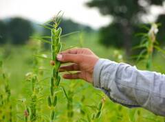 તલની ખેતીથી ખેડૂતો બની શકે છે માલામાલ, યોગ્ય સમયે આ રીતે કરો વાવણી