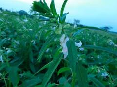 તલની ખેતીથી ખેડૂતો બની શકે છે માલામાલ, યોગ્ય સમયે આ રીતે કરો વાવણી