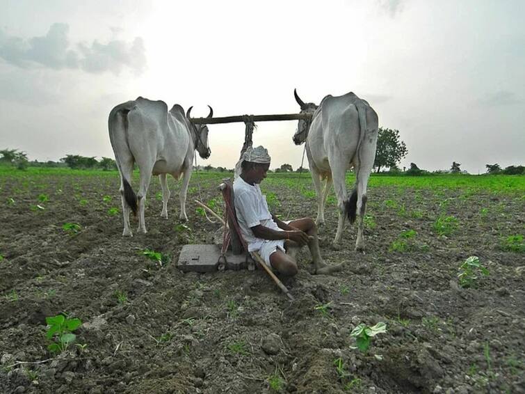 maharashtra news nashik rain news 69 percent sowing in Nashik district, double sowing crisis, waiting for rains Nashik Rain Update : नाशिक जिल्ह्यात 69 टक्के पेरणी पूर्ण, काही भागात दुबार पेरणीचे संकट, पावसाची प्रतीक्षा कायम 