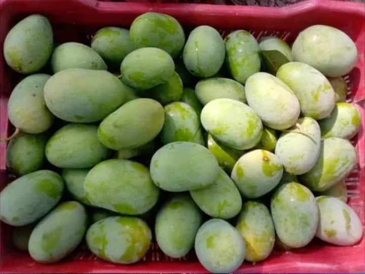 आखिर क्या है लंगड़ा आम की कहानी, इसे कैसे मिला यह नाम? जानिए... Story of langda aam know how this variety of mango get its name आखिर क्या है लंगड़ा आम की कहानी, इसे कैसे मिला यह नाम? जानिए...