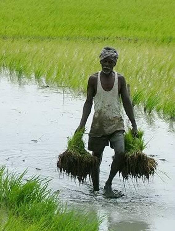 ऐसे करें धान की रोपाई, होगी बंपर कमाई