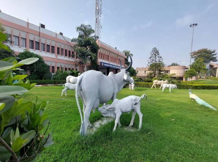 What big gift did Banas dairy give to the herdsmen Shankar Chaudhary announced Banas Dairy: બનાસડેરીએ પશુપાલકોને શું આપી મોટી ભેટ ? શંકર ચૌધરીએ કરી જાહેરાત