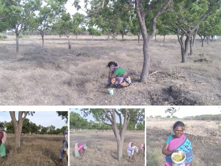 Thoothukudi Women who collect neem seeds  are happy as neem seeds go for Rs 120 per kg TNN தூத்துக்குடி: வேப்பமுத்து கிலோ ரூ 120 போவதால் வேப்பமுத்து சேகரிக்கும் பெண்கள் மகிழ்ச்சி