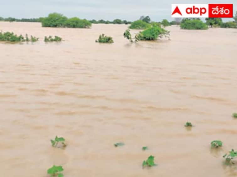 Heavy Floods to Almatti And Sriram Sagar Nizam Sagar Projects know details Heavy Floods: తెలంగాణలో నిండుకుండల్లా మారిన ప్రాజెక్టులు - ఆలమట్టికి భారీ వరద