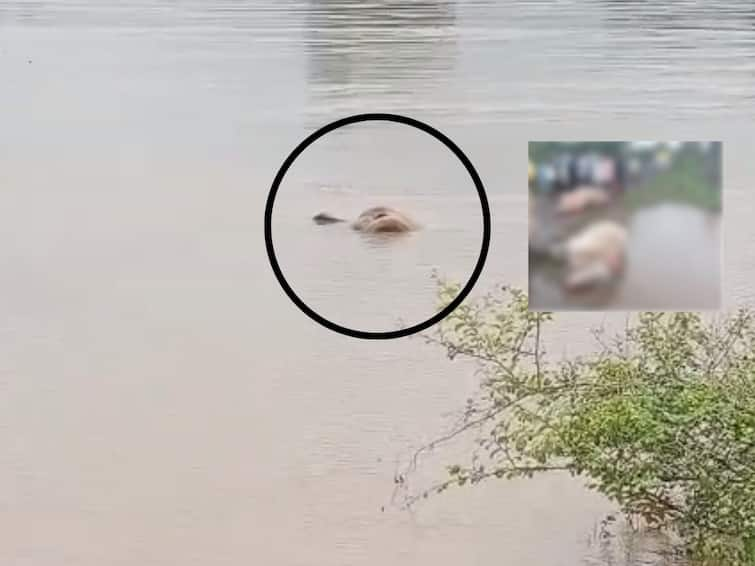 kolhapur News bullock pair jumped into the kasari river flood waters unfortunate end of the bullock pair panhala kolhapur News : ये-जा करणाऱ्या वाहनांना बुजले अन् पुराच्या पाण्यात उडी घेतली; कासारी नदीत छकड्यासह वाहून गेल्याने बैलजोडीचा दुर्दैवी अंत