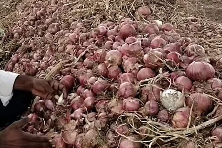 maharashtra news nashik onion price down Farmers in financial crisis as stored onion starts rotting in nashik Nashik News : 'साठवला तर सडू लागला, विकायला काढला तर भाव नाही', नाशिकचे कांदा उत्पादक शेतकरी हतबल 