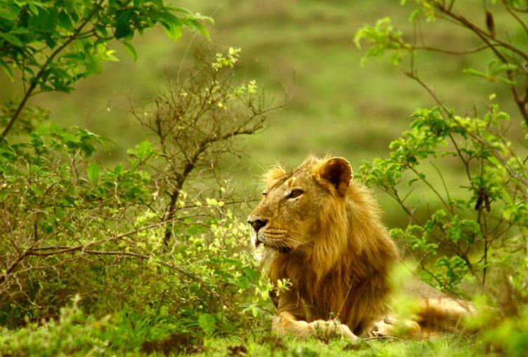 Gir Somanth: A woman who had gone to chop wood in the forest missing and was feared to eaten by a lion Gir Somanth: જંગલમાં લાકડા વીણવા ગયેલી મહિલા બની લાપતા, સિંહે ફાડી ખાધાની આશંકા